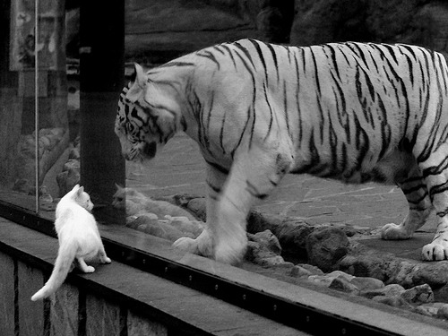 “未来之星全国青少年足球大赛火爆进行,精彩纷呈”,未来之星全国青少年艺术展演