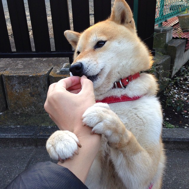 《CS_GO史诗大战,水平飙升赛场火爆》,csgo顶级赛事