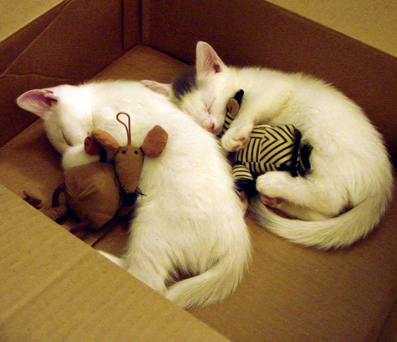 中国男篮国家队集训营引来众多青年新人加盟,中国男篮集训队首次人员调整 新闻