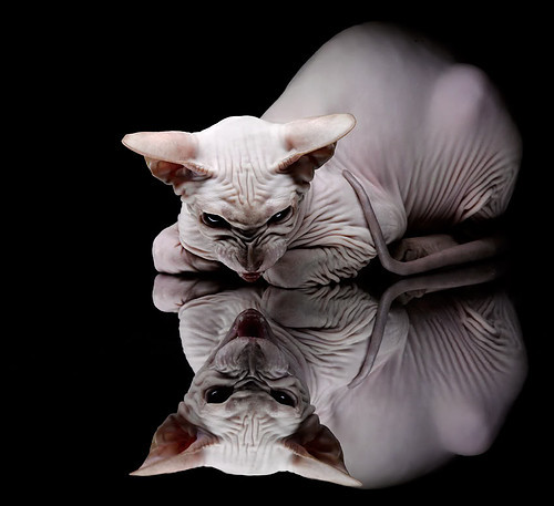 坎特正式加盟切尔西,中场战力显著增强,坎特续约切尔西