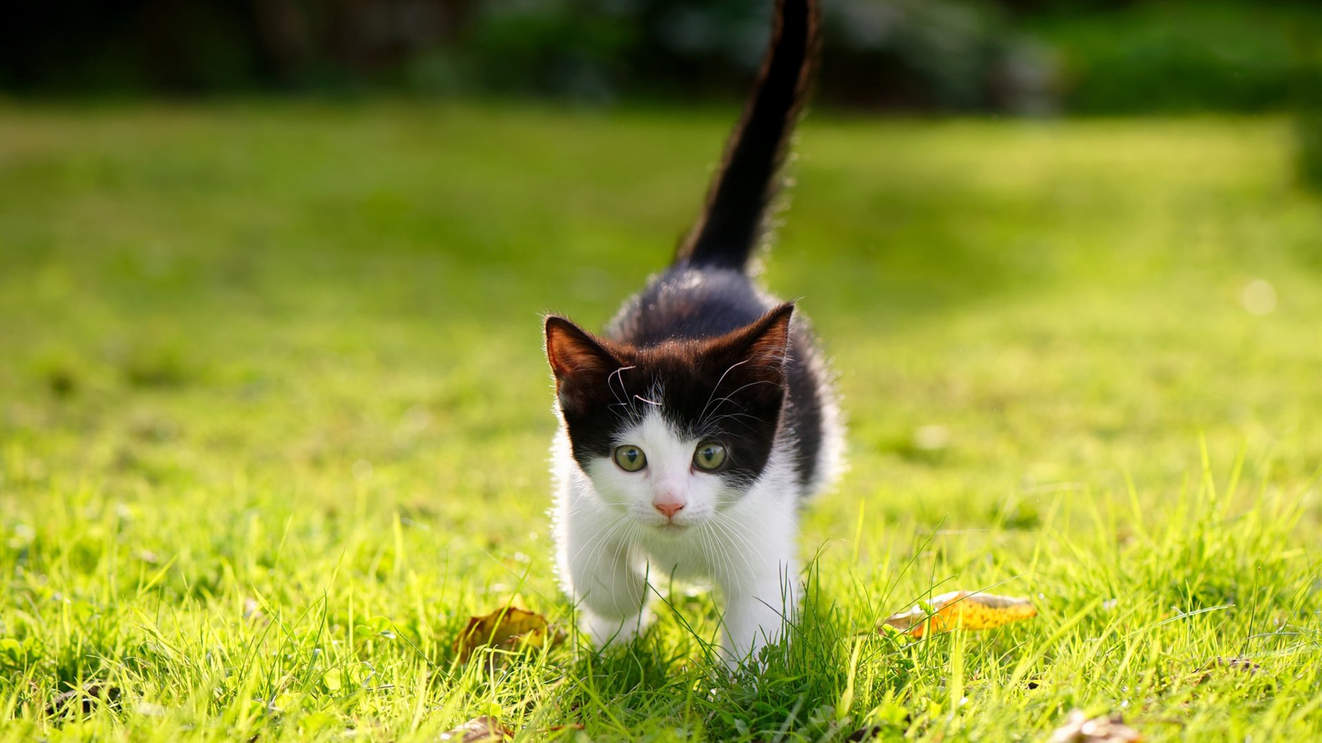 球员专访:明星球员的成长故事与生涯展望,球星现状