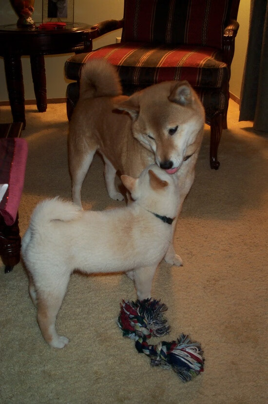 远射“炫技”:史上最精彩的长距离破门,超远距离射门叫什么