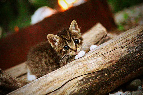 争议:波尔图遭逆转出局,欧冠止步八强!,波尔图欧冠晋级之路