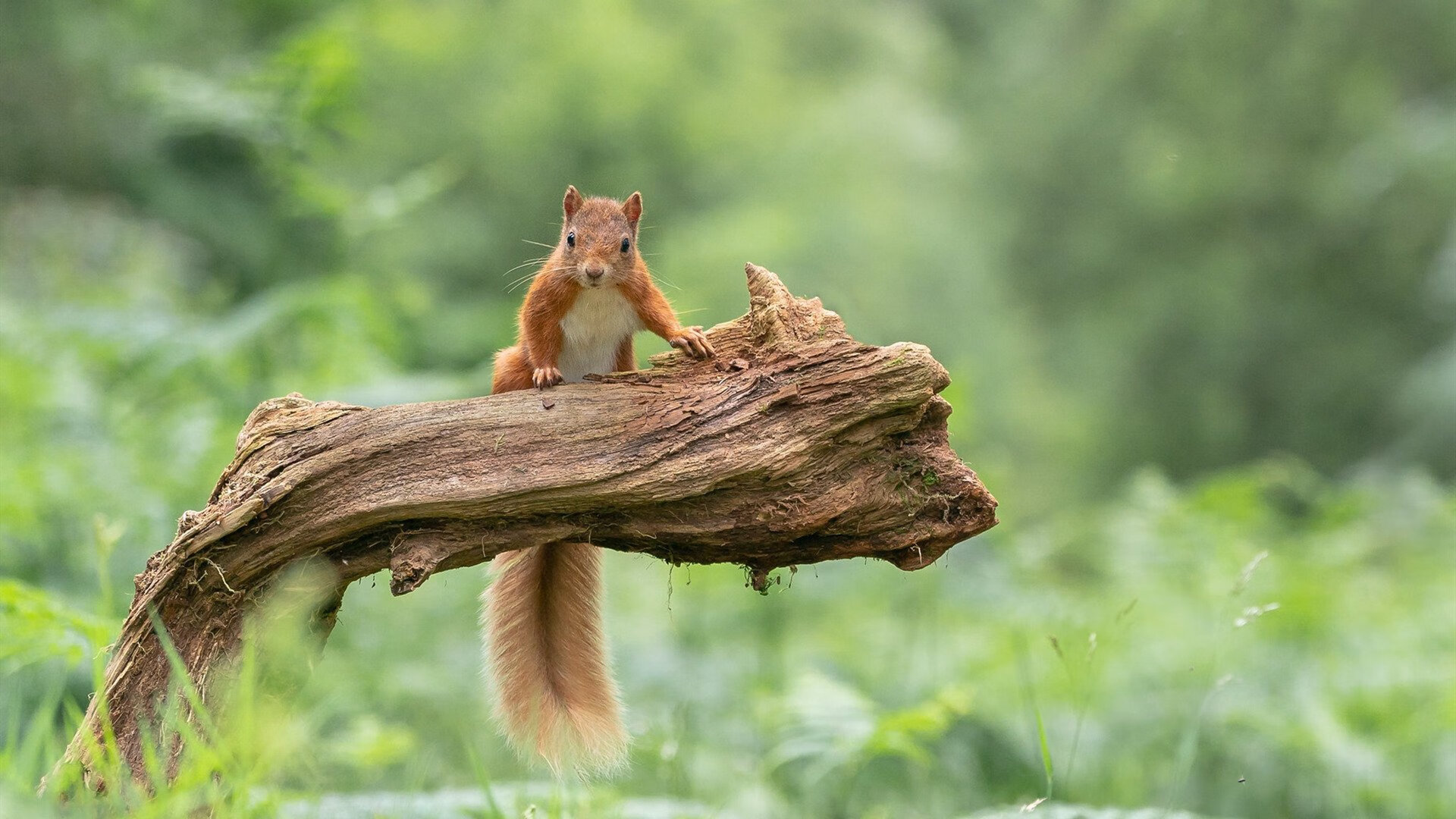 leyu.com-纽卡斯尔联客场2-0战胜莱斯特城，豪取两连胜，纽卡斯尔联vs莱切斯特城直播