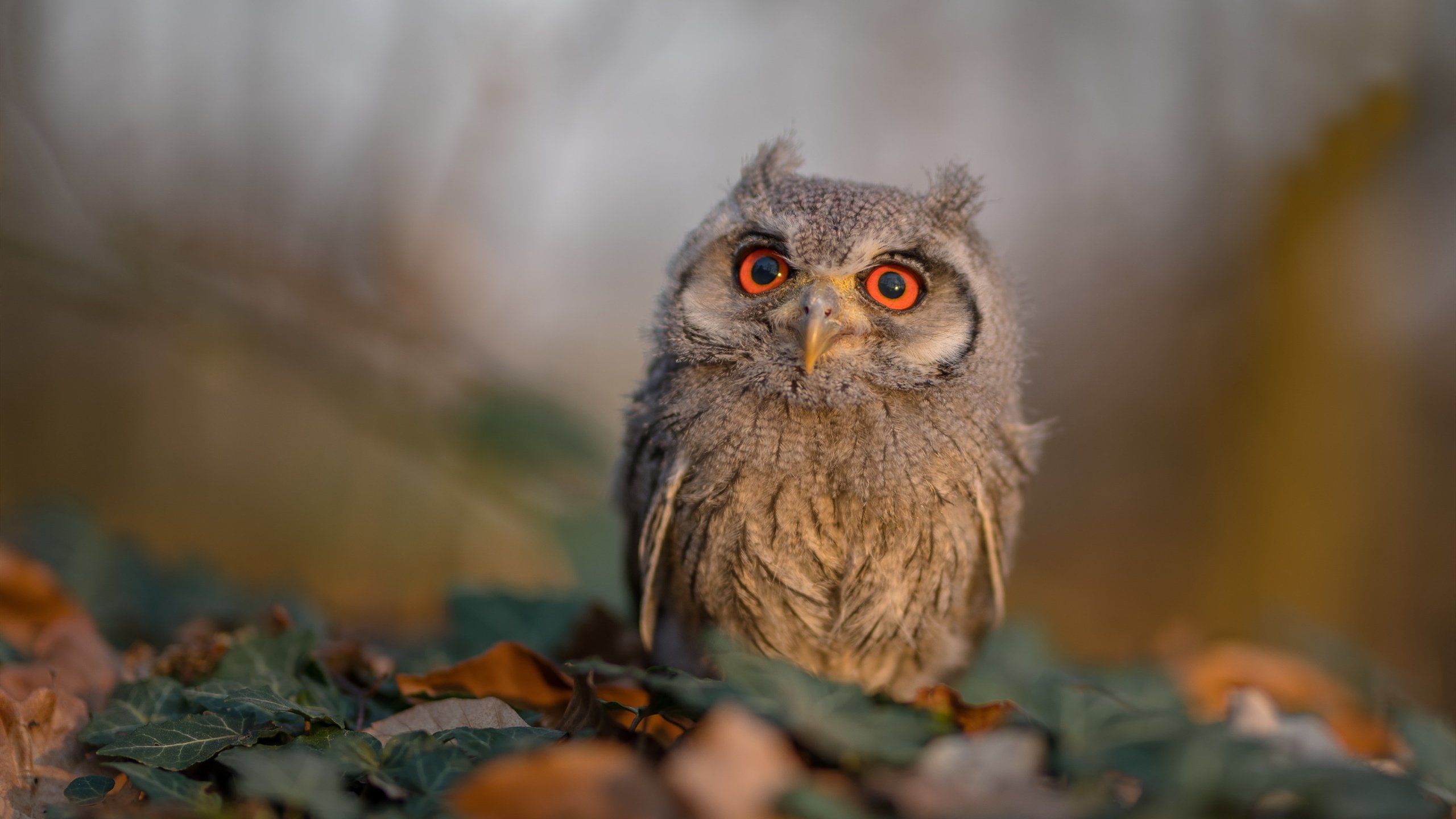 阿贾克斯惜败利物浦,无缘半决赛,阿贾克斯惜败利物浦,无缘半决赛回放