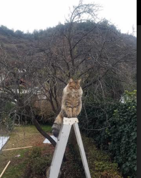 NBA赛季助攻效率提升方案,nba赛季助攻王排名