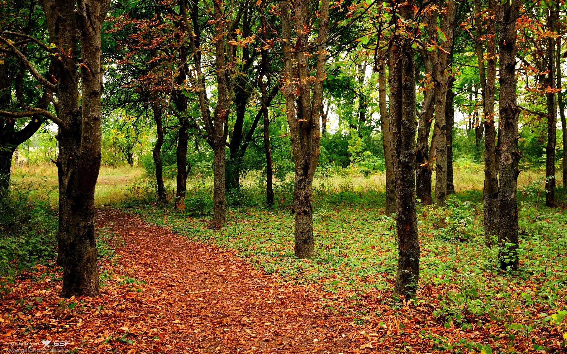 中国女篮连续夺冠 目标更进一步,中国女篮夺冠概率