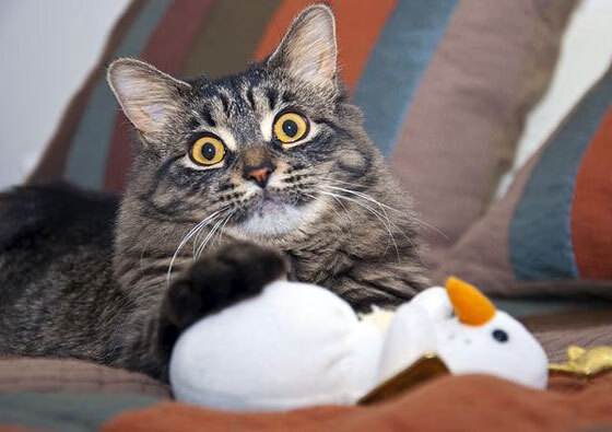 Leyu Sport下载-C罗遭遇冷门世界杯，c罗足球世界杯