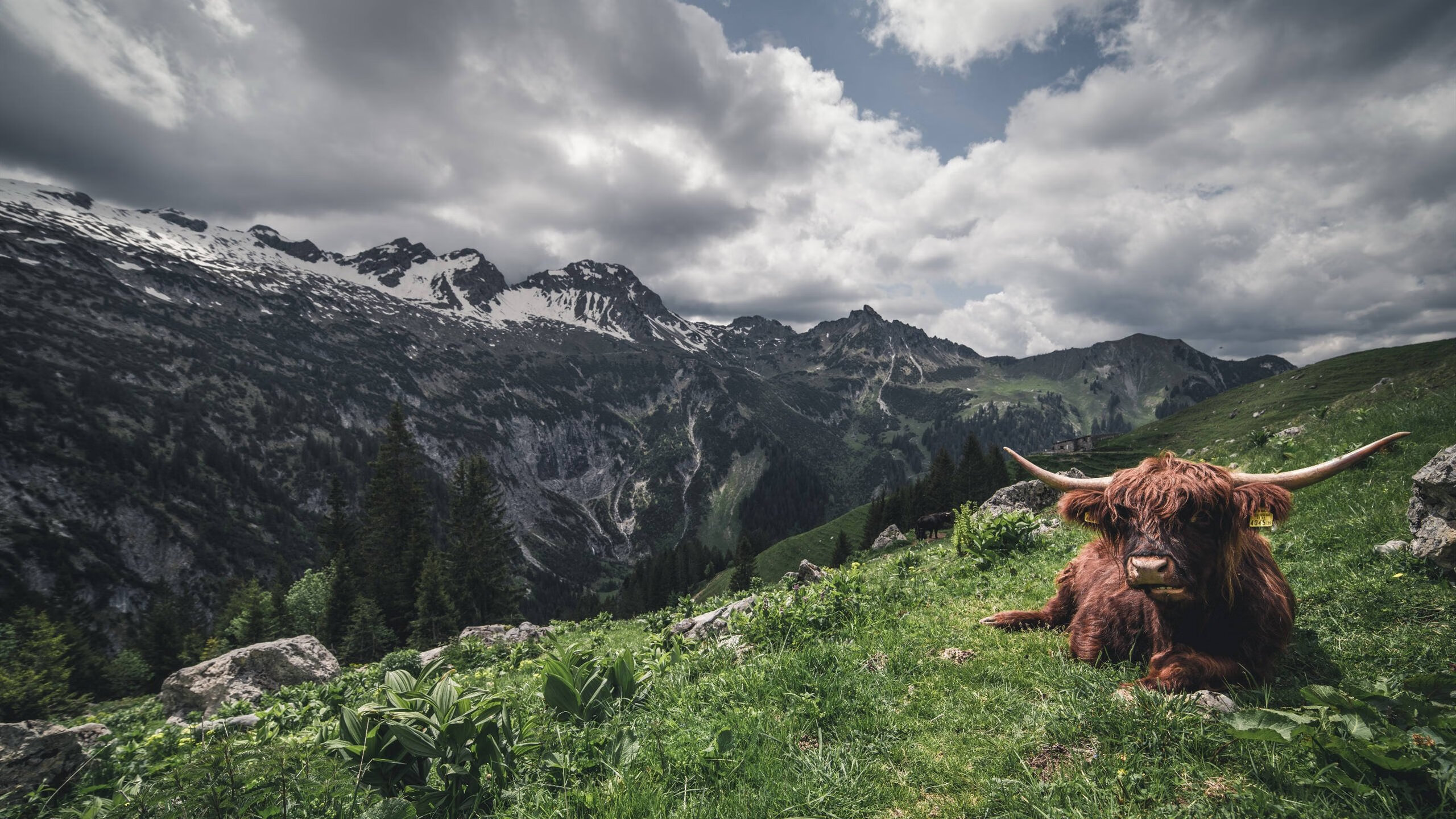 世界杯血战到底:战术与勇气的完美融合,世界杯热血
