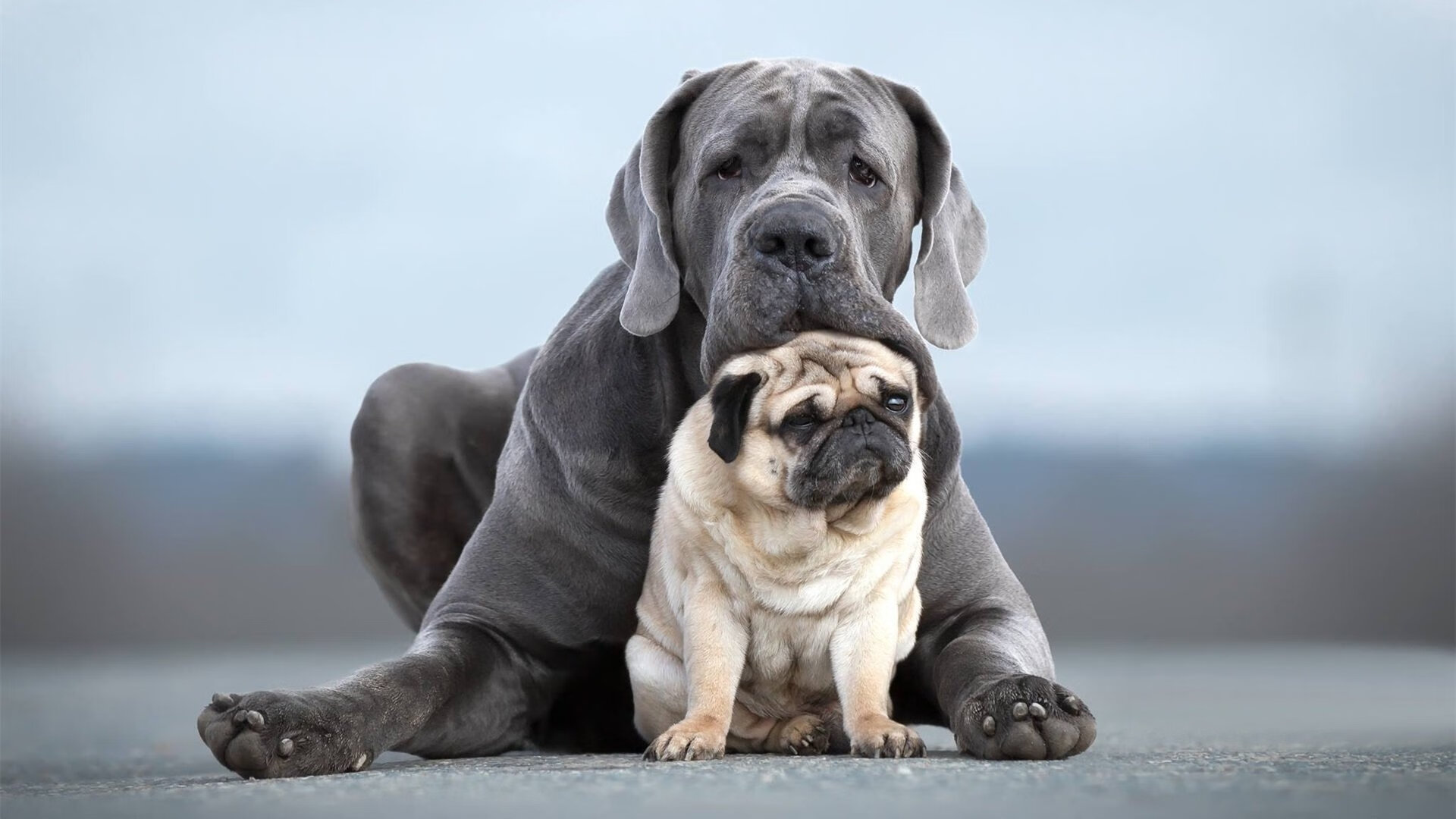 乐鱼官方登录入口-卢卡·乌兰多200蝶决赛全力出击，卢卡集锦