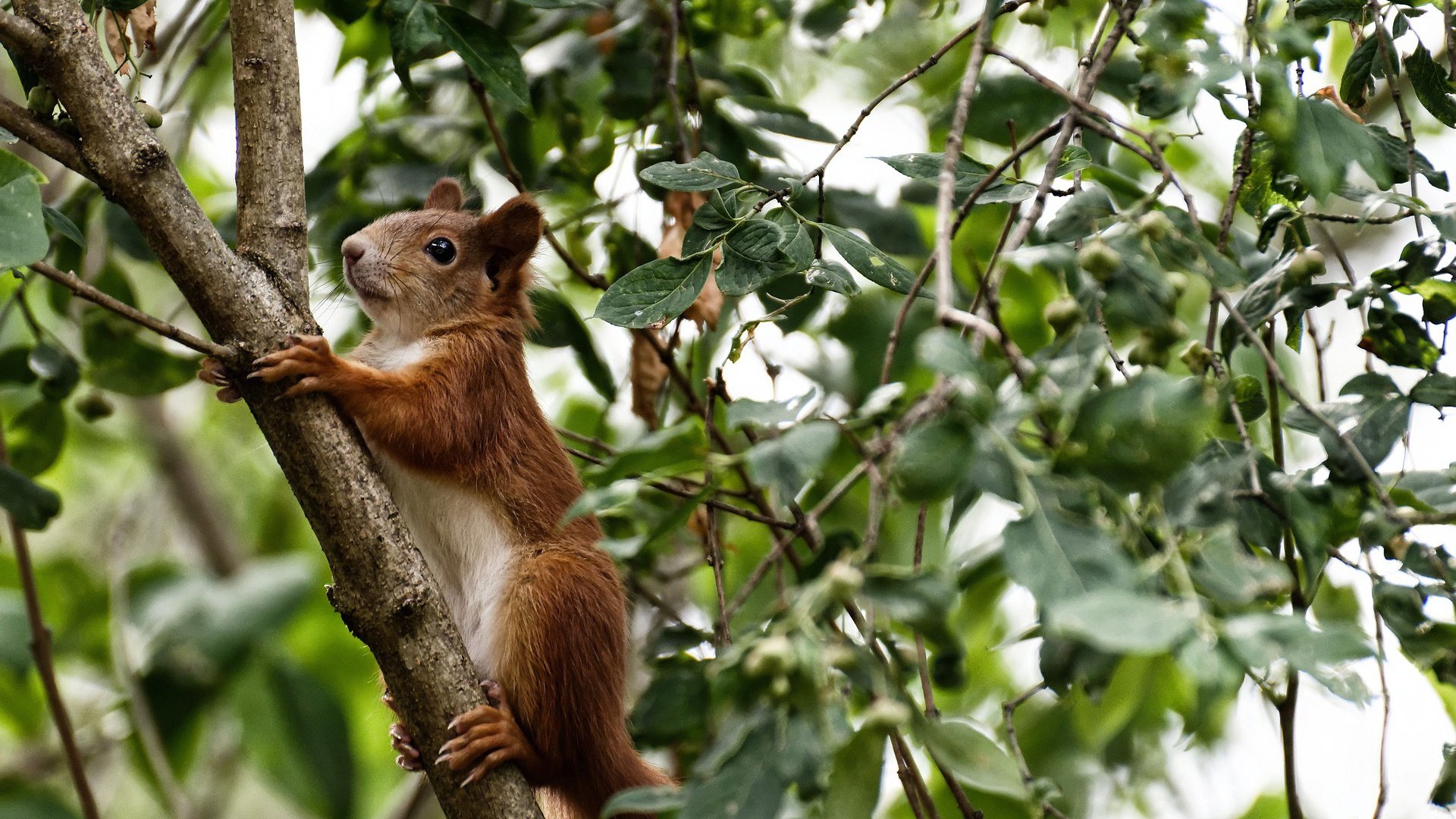 乐鱼电竞在线平台-尤文图斯引援强势，中场实力大幅增强