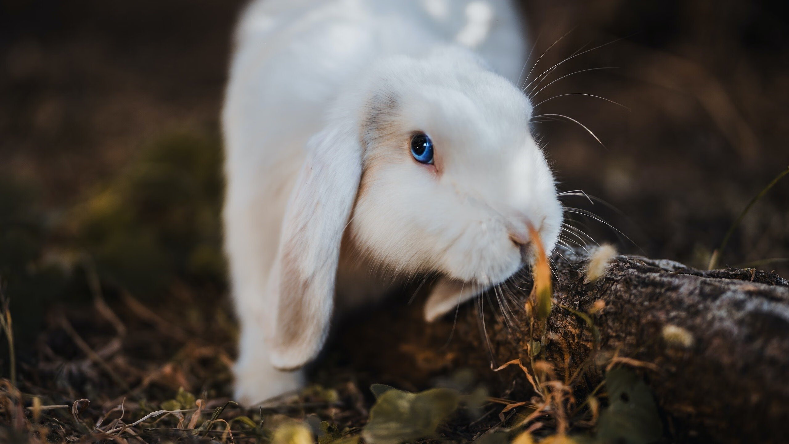 乐鱼电竞在线平台登录入口-安东·李恩：全黑队中场的“关键球员”，每次传球都创造巨大威胁