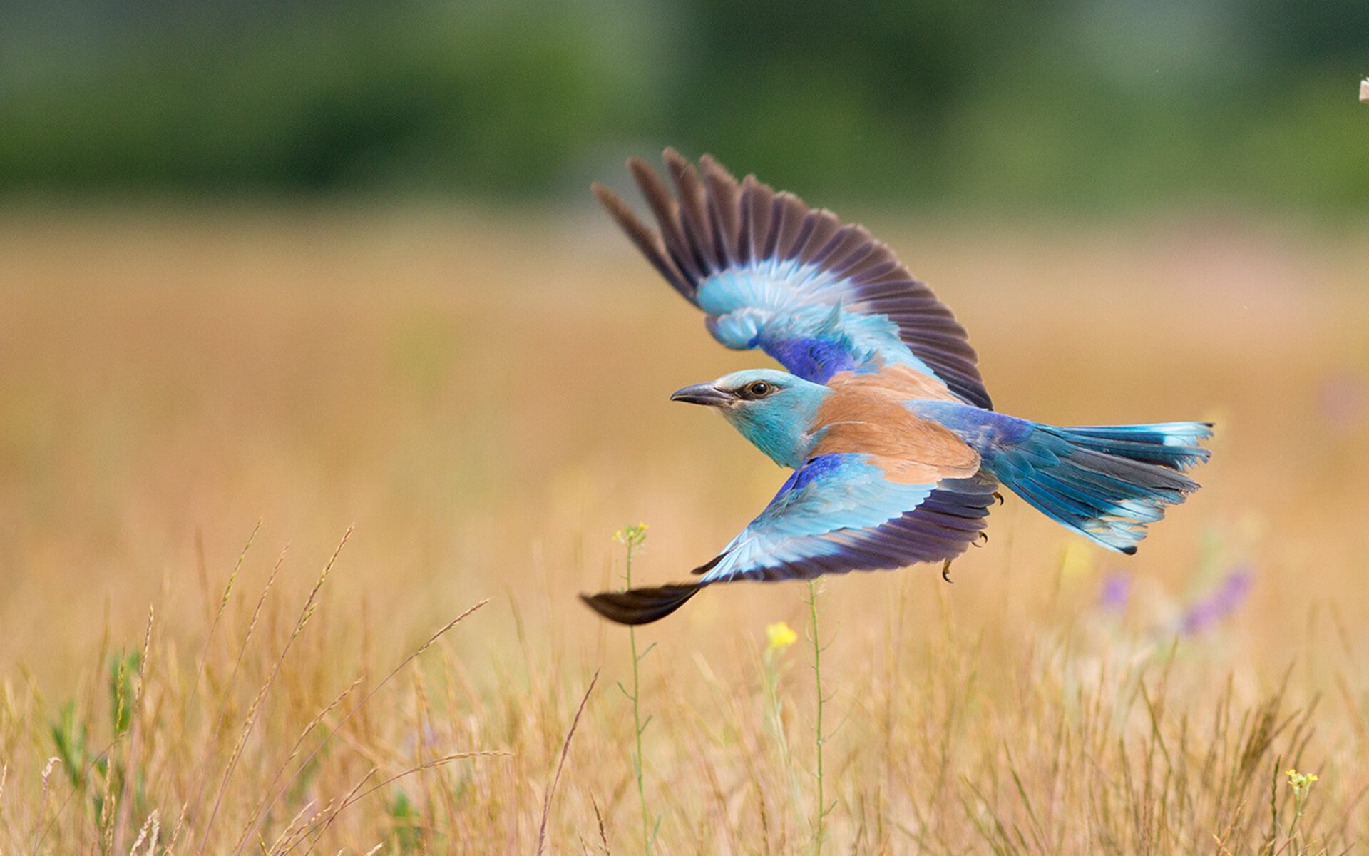 巴西队新星表现抢眼,有望在世界杯中大放异彩