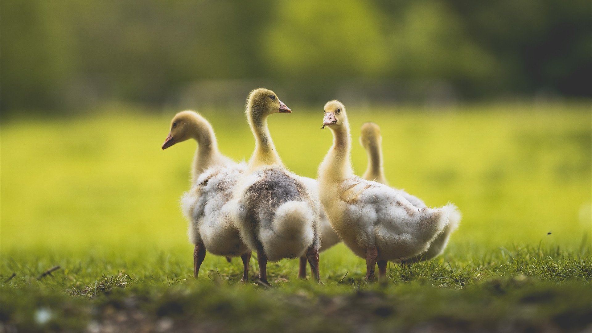 德甲爆发瞬间:速度、力量、智慧的完美结合!,德甲解析